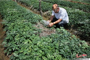 山東榮成 全國(guó)參茸產(chǎn)業(yè)專家齊聚一堂，為西洋參種植把脈問診
